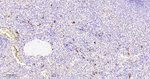 PRDX4 Antibody in Immunohistochemistry (Paraffin) (IHC (P))