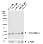 PRDX4 Antibody in Western Blot (WB)