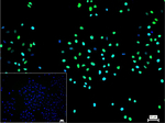 NEDD4 Recombinant Rabbit Monoclonal Antibody (12D11)