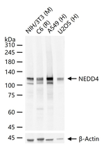 NEDD4 Antibody in Western Blot (WB)
