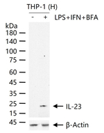 IL-23 Recombinant Rabbit Monoclonal Antibody (6D6)