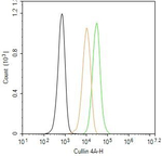 Cullin 4A Antibody in Flow Cytometry (Flow)