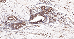 Cullin 4A Antibody in Immunohistochemistry (Paraffin) (IHC (P))