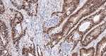 Cullin 4A Antibody in Immunohistochemistry (Paraffin) (IHC (P))