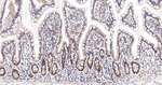 Cullin 4A Antibody in Immunohistochemistry (Paraffin) (IHC (P))