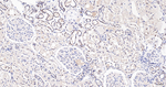 Cullin 4A Antibody in Immunohistochemistry (Paraffin) (IHC (P))