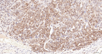 Cullin 4A Antibody in Immunohistochemistry (Paraffin) (IHC (P))