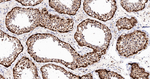 Cullin 4A Antibody in Immunohistochemistry (Paraffin) (IHC (P))