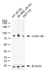 Cullin 4A Antibody in Western Blot (WB)