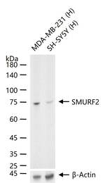 SMURF2 Recombinant Rabbit Monoclonal Antibody (5D1)