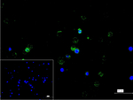 CD162 Recombinant Rabbit Monoclonal Antibody (11D2)