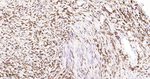 CD162 Antibody in Immunohistochemistry (Paraffin) (IHC (P))