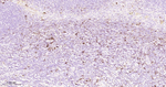 CD162 Antibody in Immunohistochemistry (Paraffin) (IHC (P))