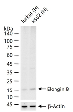 TCEB2 Antibody in Western Blot (WB)