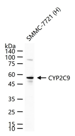 CYP2C9 Recombinant Rabbit Monoclonal Antibody (8D8)