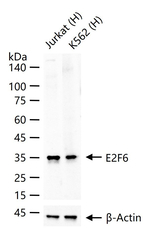 E2F6 Antibody in Western Blot (WB)