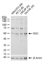 YES1 Antibody in Western Blot (WB)