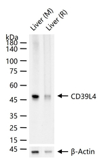 ENTPD5 Recombinant Rabbit Monoclonal Antibody (12A5)