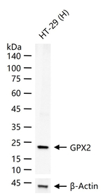 GPX2 Recombinant Rabbit Monoclonal Antibody (12D7)