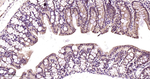 PSMD4 Antibody in Immunohistochemistry (Paraffin) (IHC (P))