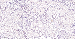 PSMD4 Antibody in Immunohistochemistry (Paraffin) (IHC (P))