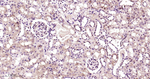 PSMD4 Antibody in Immunohistochemistry (Paraffin) (IHC (P))