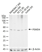 PSMD4 Antibody in Western Blot (WB)