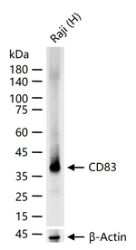 CD83 Antibody in Western Blot (WB)