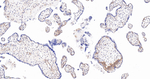 CAS Antibody in Immunohistochemistry (Paraffin) (IHC (P))