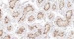 CAS Antibody in Immunohistochemistry (Paraffin) (IHC (P))