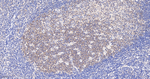 CAS Antibody in Immunohistochemistry (Paraffin) (IHC (P))