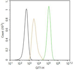 GIT1 Recombinant Rabbit Monoclonal Antibody (7F1)