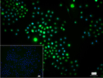 ILF2 Recombinant Rabbit Monoclonal Antibody (1H4)