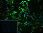 MAPRE3 Recombinant Rabbit Monoclonal Antibody (2A12)