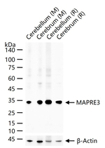 MAPRE3 Antibody in Western Blot (WB)