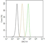 DKC1 Antibody in Flow Cytometry (Flow)