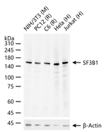 SF3B1 Antibody in Western Blot (WB)