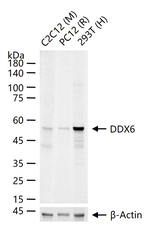 DDX6 Recombinant Rabbit Monoclonal Antibody (3B7)