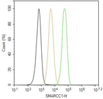 SMARCC1 Antibody in Flow Cytometry (Flow)