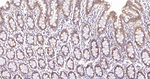GRASP65 Antibody in Immunohistochemistry (Paraffin) (IHC (P))