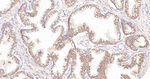 GRASP65 Antibody in Immunohistochemistry (Paraffin) (IHC (P))