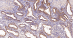 GRASP65 Antibody in Immunohistochemistry (Paraffin) (IHC (P))