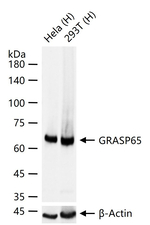 GRASP65 Antibody in Western Blot (WB)