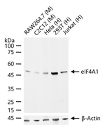 eIF4A1 Antibody in Western Blot (WB)