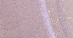 GAT-1 Antibody in Immunohistochemistry (Paraffin) (IHC (P))