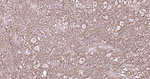 GAT-1 Antibody in Immunohistochemistry (Paraffin) (IHC (P))