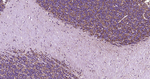 GAT-1 Antibody in Immunohistochemistry (Paraffin) (IHC (P))