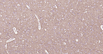 GAT-1 Antibody in Immunohistochemistry (Paraffin) (IHC (P))