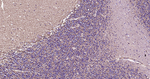 GAT-1 Antibody in Immunohistochemistry (Paraffin) (IHC (P))