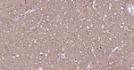 GAT-1 Antibody in Immunohistochemistry (Paraffin) (IHC (P))